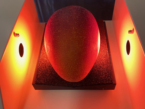 【高糖度厳選】とろける至福のプレミアム完熟マンゴー1kg(2〜3個)「沖縄西表島産」