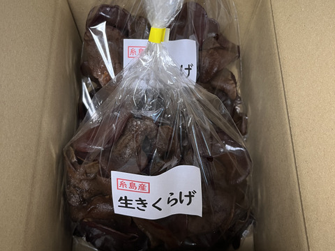 福岡県糸島産生きくらげ約500g×2個