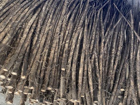 青森のおいし〜い　ごぼう　土付き　４kg