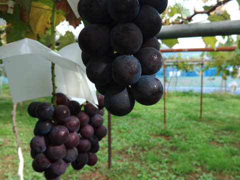 🍇朝採り🍇　1房500g超え果汁たっぷりのシャインマスカット(1.5kg・2～３房入り)