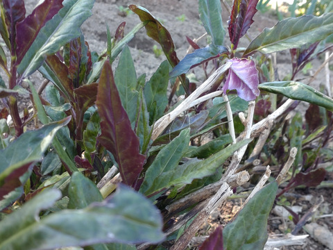 金時草 ☆５本分 水前寺菜 加賀野菜 ☆畑から直送！翌日お届け