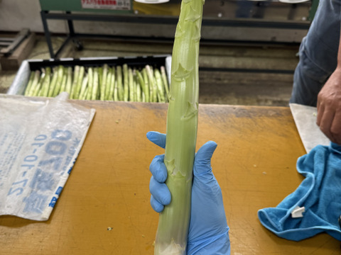 ⚠️予約品⚠️先着5名様限定
春にしか出会えない巨大‼️
アスパラガス‼️1キロ
※数量→１５本前後