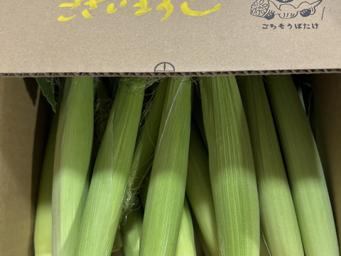 新鮮！採れたその日に即発送！甘くてジューシー皮付きヤングコーン 25