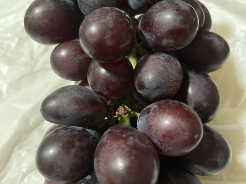 予約開始🍇【2箱】クール便【家庭用】幻の品種 高尾ぶどう