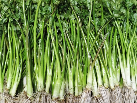 清流の恵み蔵王セリ2㎏　業務用