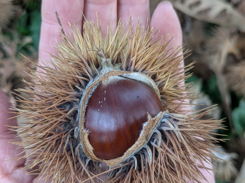 NEW☆彡氷蔵熟成栗かねこさんちの国産焼き栗（3パック）