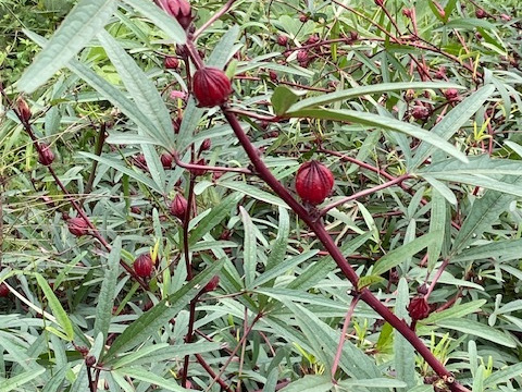 京都府産ローゼル　500g
