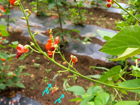 北海道十勝産【栗豆・虎豆・大福豆】よりどり合計870gセット＊組み合わせ自由＊令和7年度産