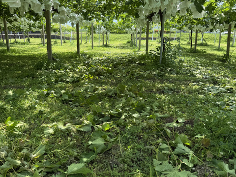 【朝どれ】【採れたて新鮮！！】あづましずく約1kg