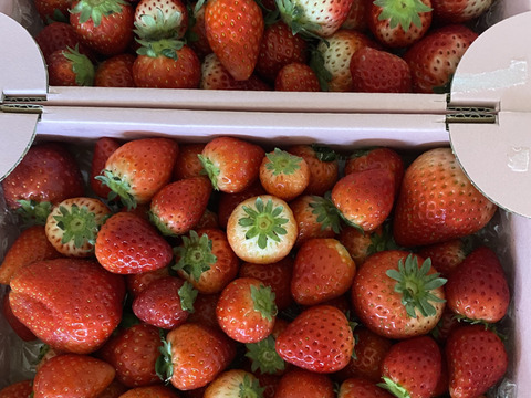 【規格外】ジャム用・たっぷり約2kg