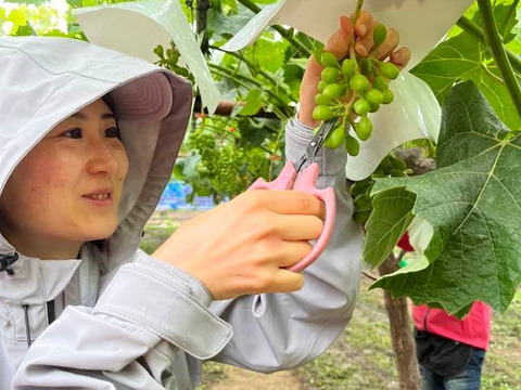 C 2【ご自宅用】シャインマスカット2kg箱（小房・粒不揃いなど）