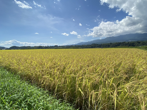農薬・化学肥料不使用　南信州のこしひかり《精米》10キロ　令和7年産
(分づき対応可)
