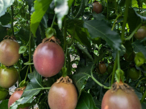 【販売期間残りわずか】芳醇な味わい パッションフルーツ『火の国パッション』贈答用・1kg