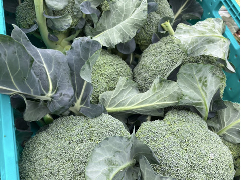 茎まで美味しいブロッコリー　10玉