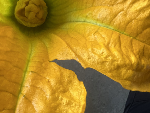 【規格外品】自然栽培の花ズッキーニ　12本