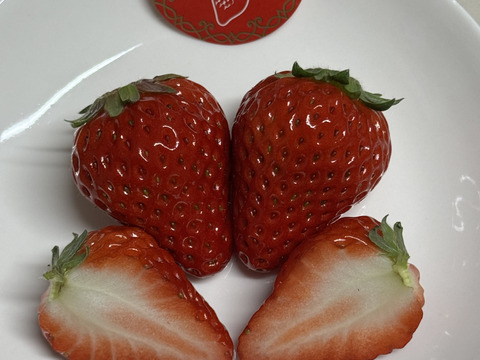 三重県オリジナル品種【うた乃】と章姫、紅ほっぺ、よつぼし、かおり野5品種の食べ比べスペシャルセット1箱1.0kg~1.3kg