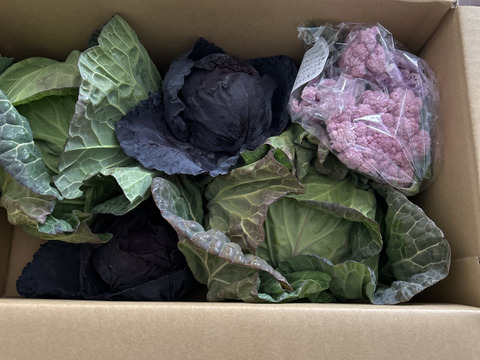 🟣紫キャベツ🌊海風🌊春キャベツ