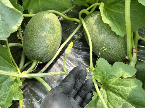 【完熟収穫】追熟の必要がないペルルメロン2玉