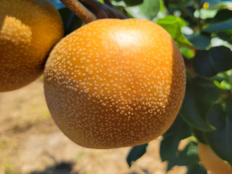 あふれる果汁幻の梨「浜なし」豊水3キロ箱５玉～８玉