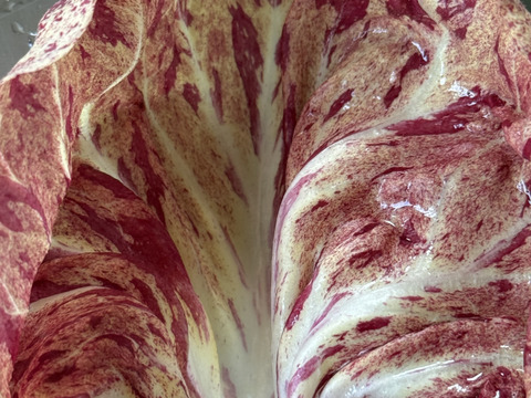 サラダの彩りに！富山県産 リーフチコリー カステルフランコ 1kg