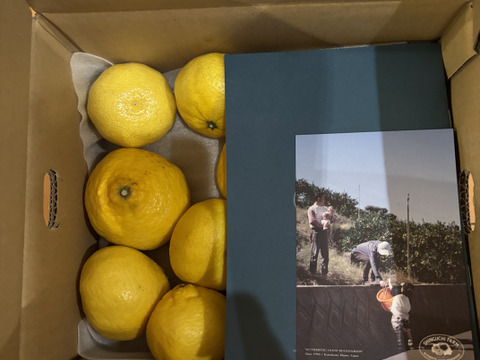 【希少柑橘】媛小春 2kg『黄色いのに甘い！驚きの味わい』愛媛県産【家庭用】