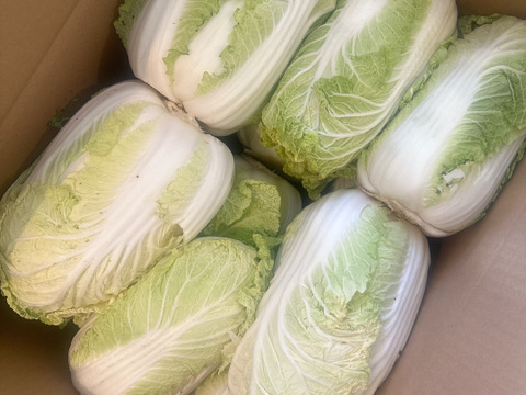 今期最終　有機肥料で納豆菌栽培　食べきりサイズの少し訳あり白菜12個入り
