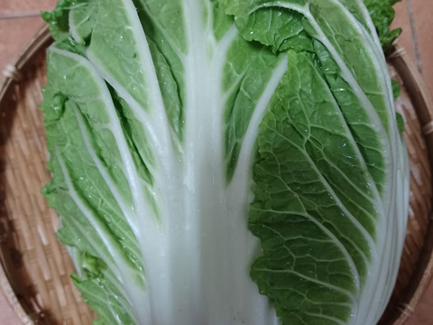 農薬不使用！白菜「きらぼし」1玉