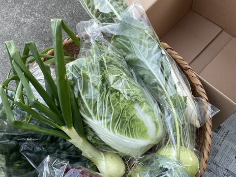〜南国土佐旬便り〜あったかい太陽の恵みたっぷり冬の野菜セット【5-7品目】