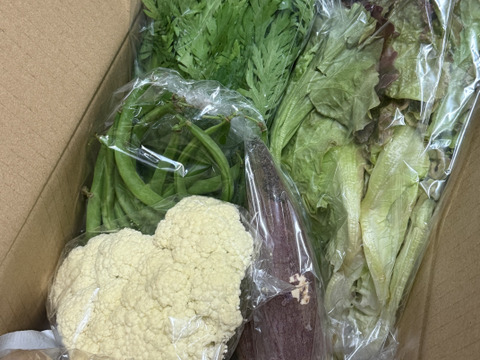 Mサイズ ＊旬野菜セット(約8~9品)【農薬：栽培期間中不使用】：千葉県