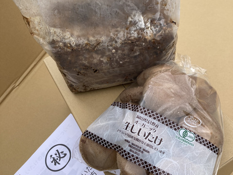 肉厚生椎茸（600ｇ）菌床栽培キットセット
自分で椎茸を育ててみませんか？