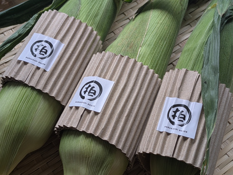 完熟しました！濃厚な甘み！山育ちのトウモロコシ10本