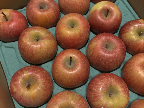 【栄養満点】 葉とらずふじ　5㎏　13～20玉　青森りんご　農家直送