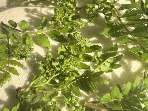 天然の木の芽（山椒の新芽）花山椒入り 30g 約300枚