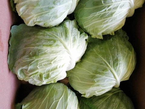【なべくら高原産】ひぐらし農場のイチオシ野菜！柔らかくあまーいキャベツ！80サイズに入るだけ!（5kg以内）※干ばつ、害虫の影響で小ぶりのサイズ多め