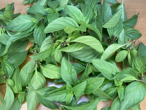 【セット商品　イタリアン＆ハーブ三昧！】
バジル２種各５０ｇ ＆ 新鮮トマト1kg ＆ イタリアンパセル ＆ パクチー　計合計1200ｇ