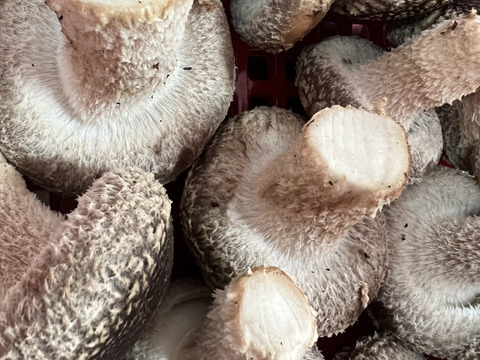 【父の日ギフト】大田区で収穫！東京福しいたけギフト用（600g・パック包装）