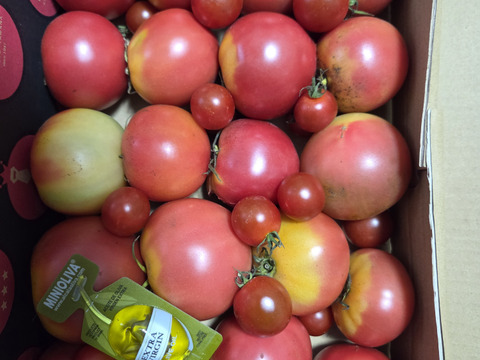 予約1月下旬から予約順で発送【特別栽培農産物の取得】＼訳あり／受賞歴３回！ソムリエトマト2kg前後（8玉～16玉) ②のオマケ❗️ソムリエミニトマト　ダイヤ【食べ比べ】