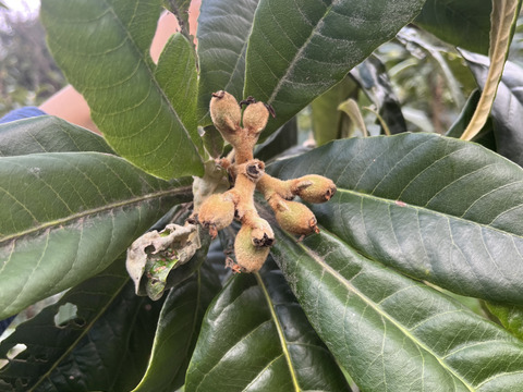 深い甘みと柔らかい果肉！茂木産 茂木びわ Lサイズ 35個入り