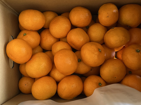 『愛媛県産みかん』(ご家庭用5kg)