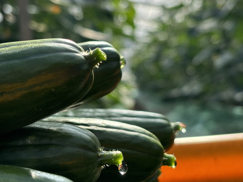 太陽のごちそう！パリッとひなたきゅうりお買い得2Kg(箱重量込)