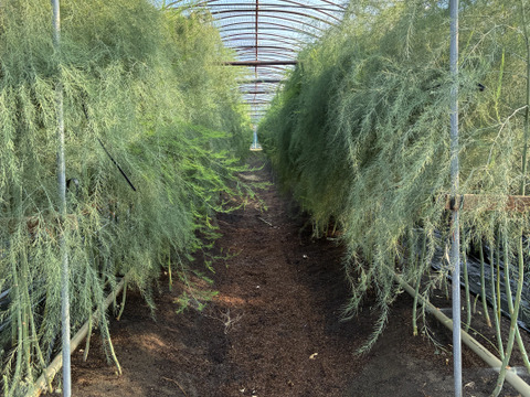 島根県出雲市産アスパラガスLサイズ1ｋｇ