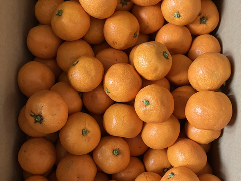 【お待たせしました】
5キロ箱【超小粒】
見た目より味が濃い♪
まーくん家のちっちゃなみかん