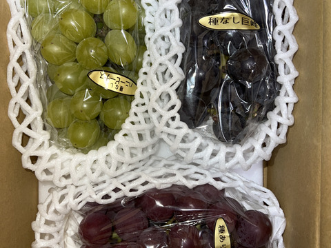 ✨🍇第一弾　2024ぶどう3種食べ比べセット🍇✨
　　　紅伊豆　・　ハニービーナス　・　巨峰
【ご家庭用・中房各１房入・計約1.3㌔位入】