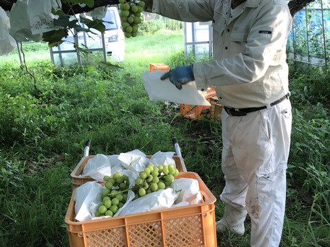 【食品ロス削減‼️訳あり品】粒シャインマスカット（約1㎏）