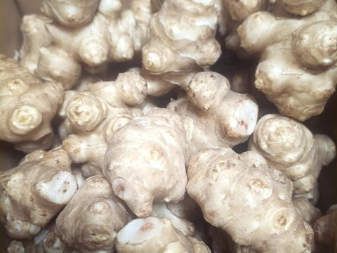菊芋 10kg【軽洗浄済】ほっこり　サイズMIX　自然栽培　高知県産　サラダや煮物にどうぞ