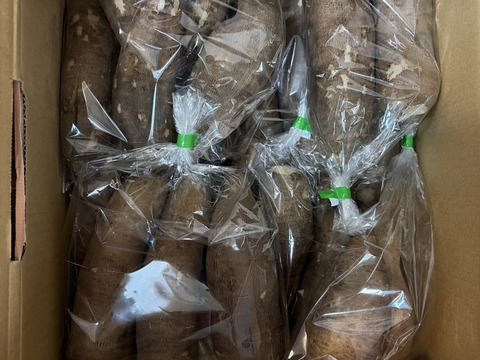 栄養満点❗️ヤーコン【4.6キロ】シャキシャキスーパーフード✨