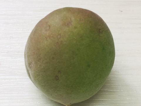 ご予約受付中！　紀州南高梅　梅干用完熟梅【粒大４L】3ｋｇ（少し傷あり）６月下旬発送予定