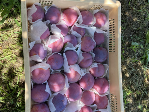 農家直送！プラムの王様貴陽！深い味わいがたまらない！2Kg 10玉〜11玉

《自分へのご褒美や大切な方への贈り物にもおススメです〉