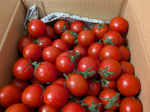 『ミニトマト1kg箱』『ピカピカ』新鮮＋ちょうどいい酸味　美味しい満足‼️トマト🍅〜