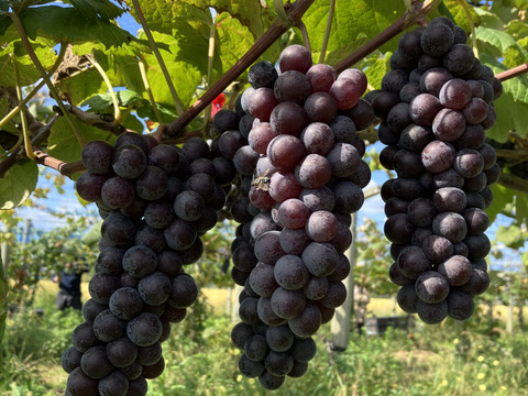 【お得な大容量】たっぷり5kg！贅沢スチューベン（秀品）